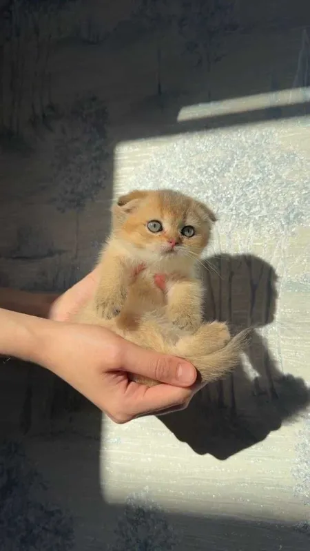 Котята Шиншиллы элитных кровей (Британцы/Шотландцы) 1 Котята Шиншиллы элитных кровей (Британцы/Шотландцы) 1