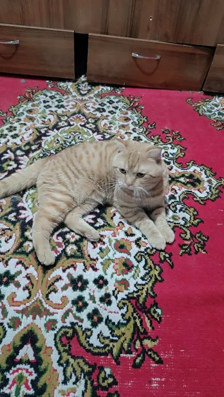 вязка шотландский скотч-фолд 2