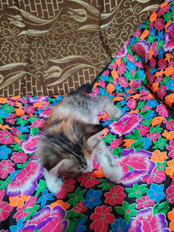 zoti Domestic Longhair narxi 70 som