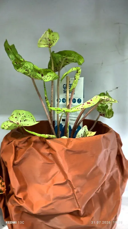 Каладиум (Голландия) 1 Каладиум (Голландия) 1