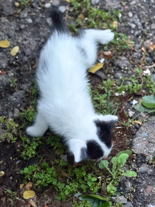 Ищем дом для котят — фото 6