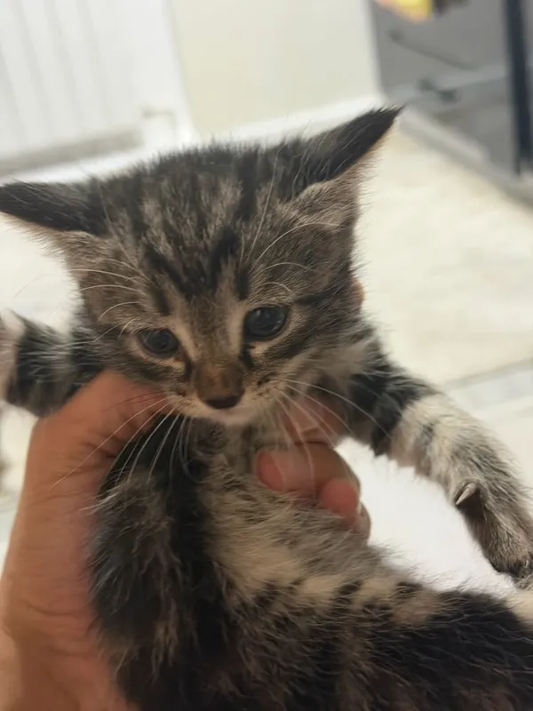Милота 5 котят в хорошие руки 8 Милота 5 котят в хорошие руки 8