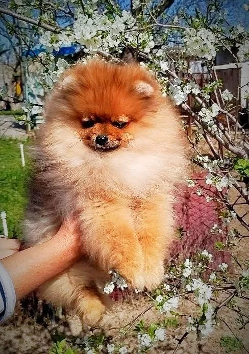 Щенки померанского шпица — фото 1