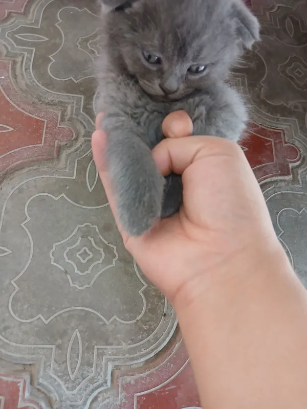 Продаются котята 5 Продаются котята 5