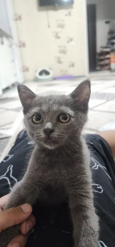 mimi