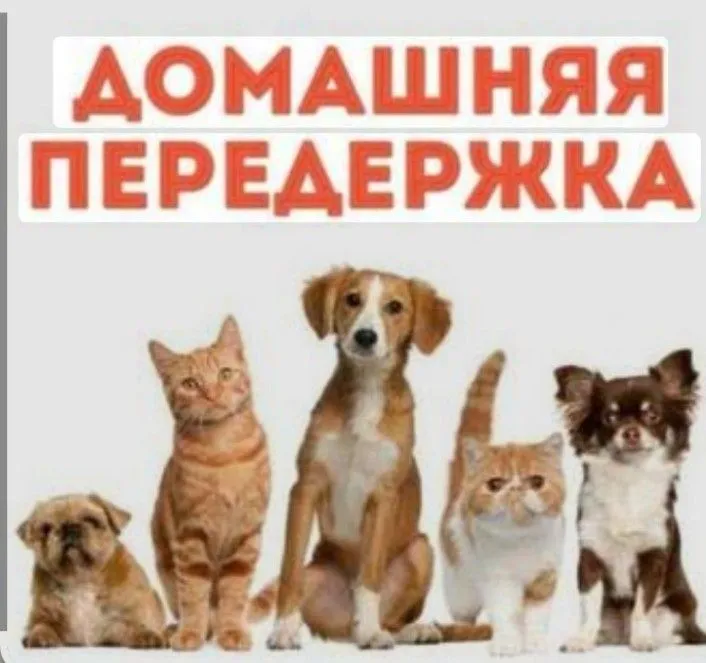 Передержка животных