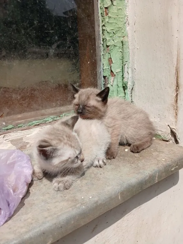 Кошки продаються