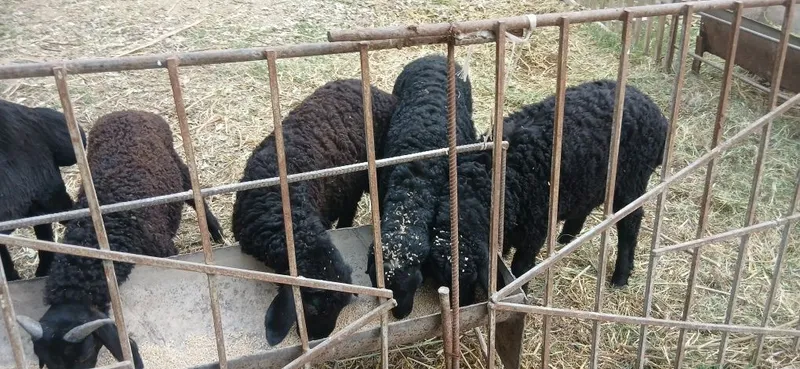 3 oylik barrala.
