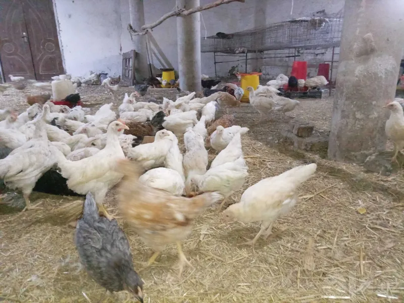 Tuxum yo'nalishidagi tovuqlar sotiladi 2 Tuxum yo'nalishidagi tovuqlar sotiladi 2