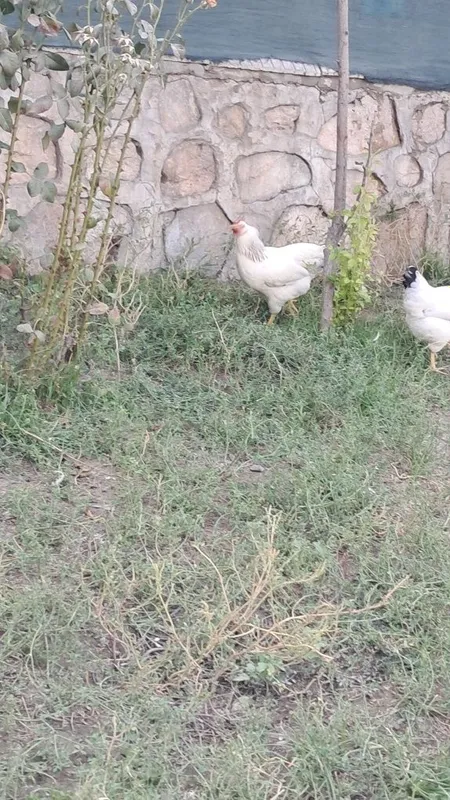 Zottor tovuqlar sotiladi 6 Zottor tovuqlar sotiladi 6