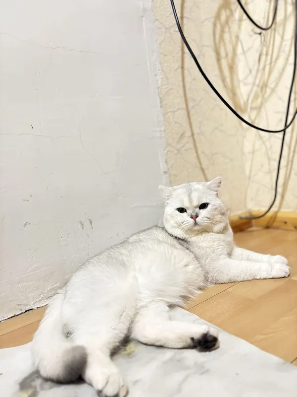 Вязка: кот, Британская шиншилла серебристый окрас Вязка: кот, Британская шиншилла серебристый окрас