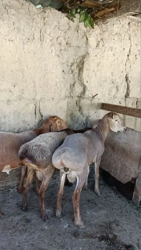 Qochqorlar sotiladi hali barra 2