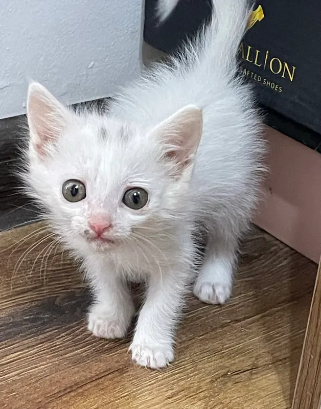 Котенок бесплатно