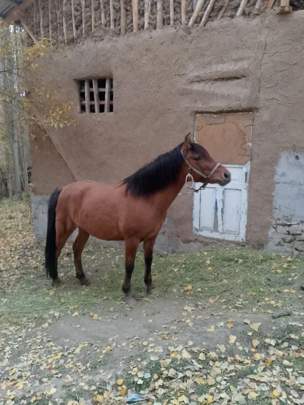 От сотилади. .