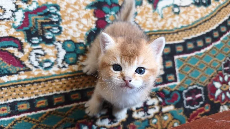 Продаются котята породы британская короткошерстная (золотая шиншилла) — фото 6