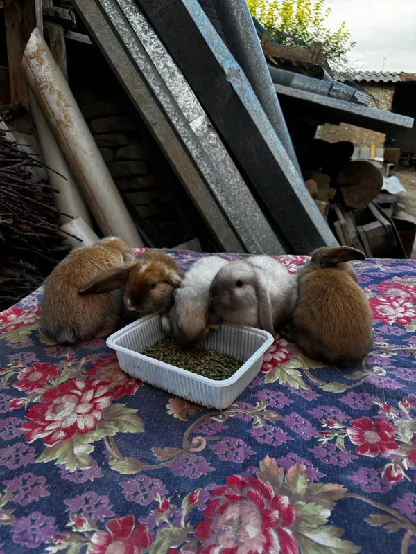 куёнчалар