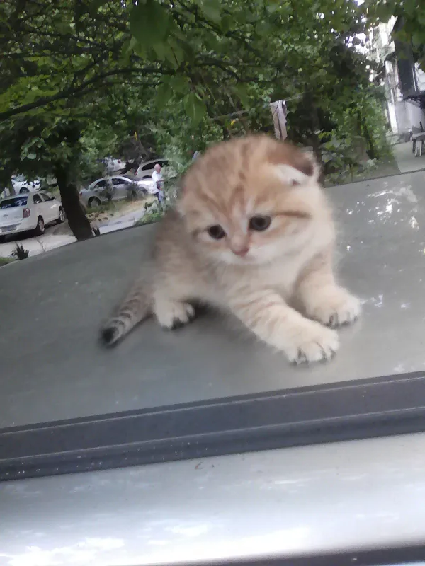 Продается котёнок — фото 3