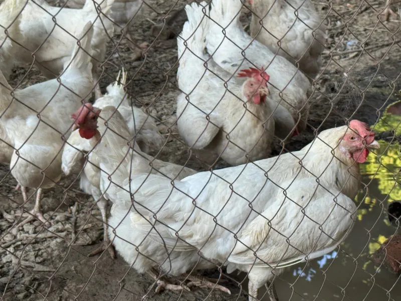 tovuq , курица kop bor kere bosa aloqaga chiqila kelishamz — фото 3
