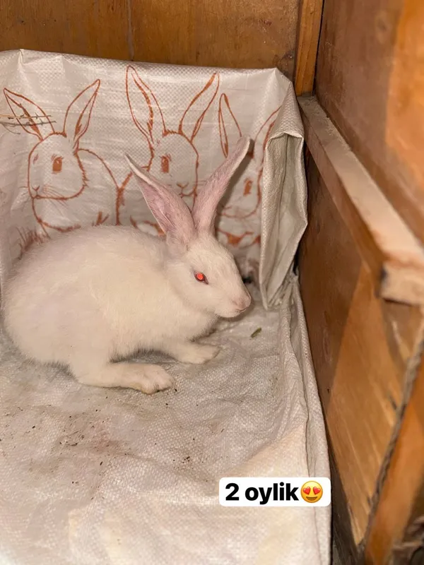 Quyon bolalari sotamiz va in yasab beramiz 3 Quyon bolalari sotamiz va in yasab beramiz 3