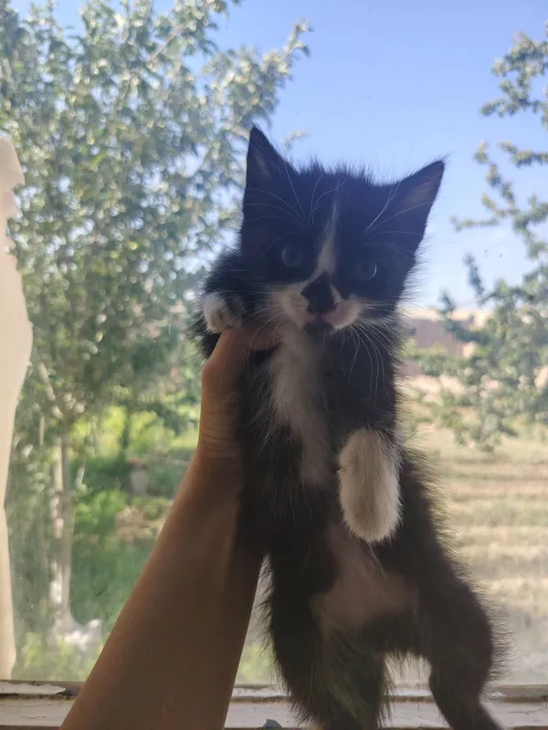 Mushuklar hadyaga beriladi
