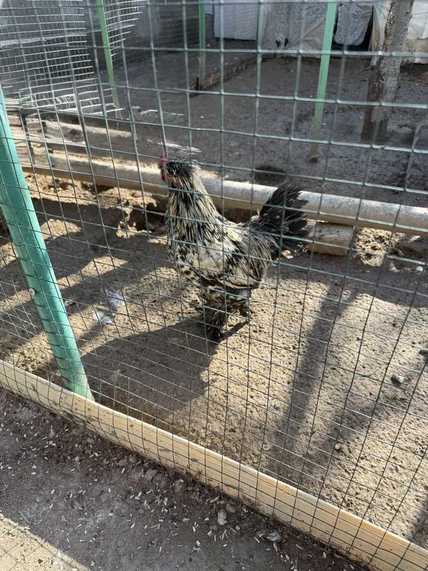 Продается Японка Петух ! — фото 1