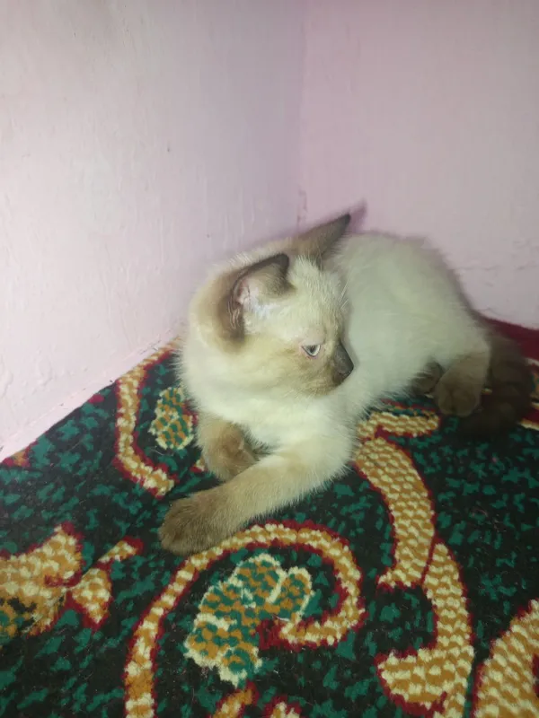 Mushuk tez va arzon sotiladi 1 Mushuk tez va arzon sotiladi 1