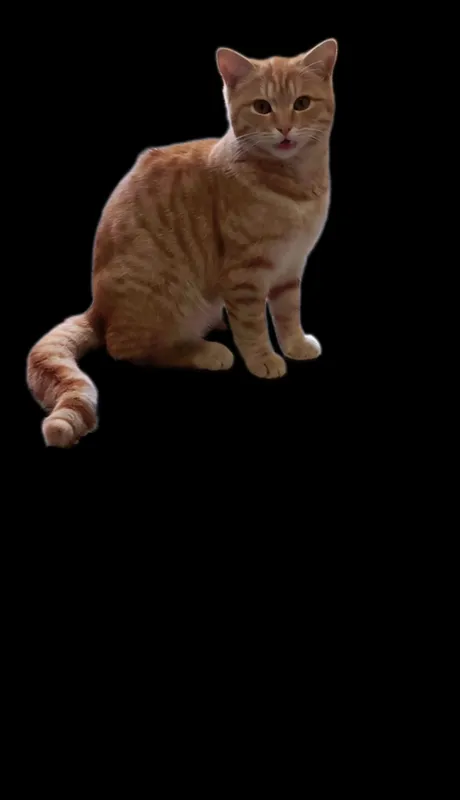 кошка кошка