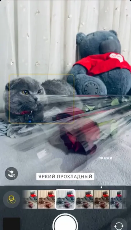 Scottish Fold urg‘ochi mushuk sotiladi 3 Scottish Fold urg‘ochi mushuk sotiladi 3
