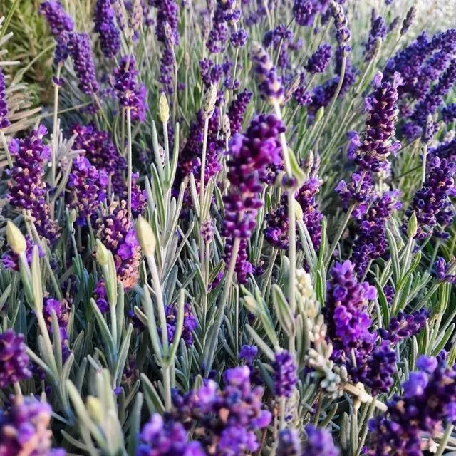Lavanda gullari bor 2