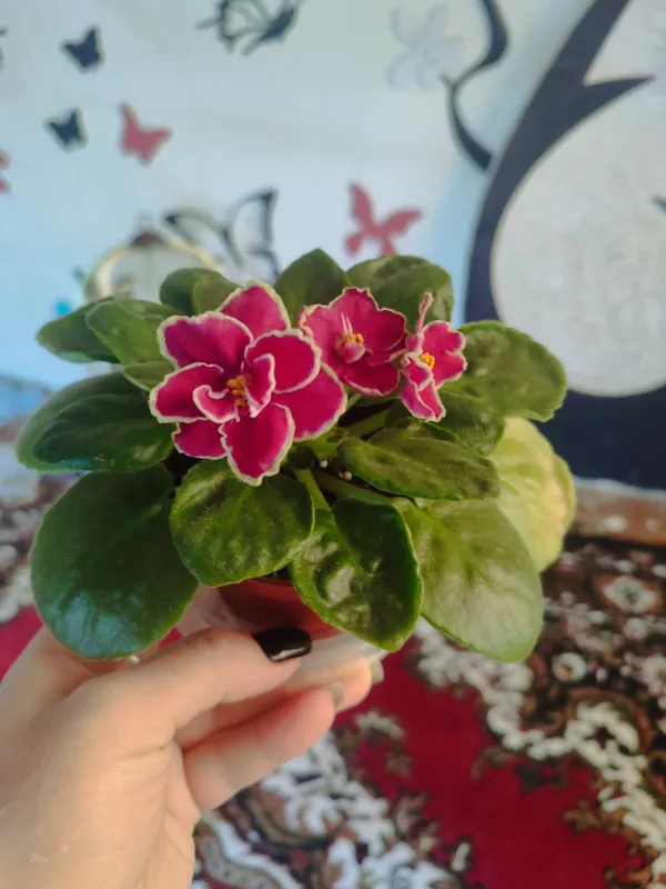 Продаются взрослые цветущие фиалки , а также детки — фото 2