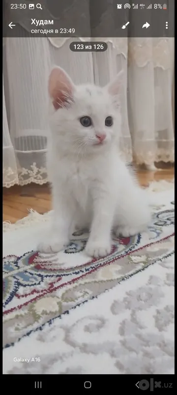 Продаётся этот котёнок 1 Продаётся этот котёнок 1