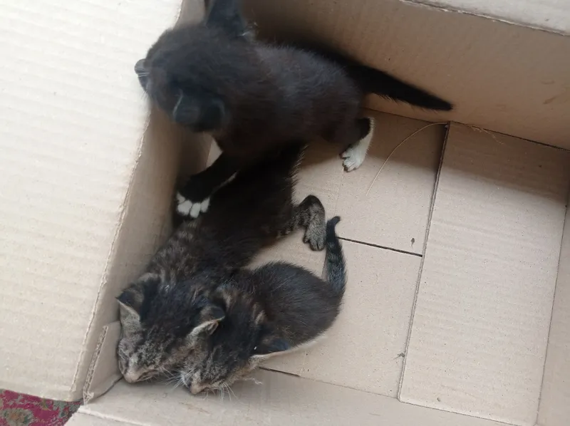 Mushuk bolalari yaxshi insonlarga hadyaga beriladi.