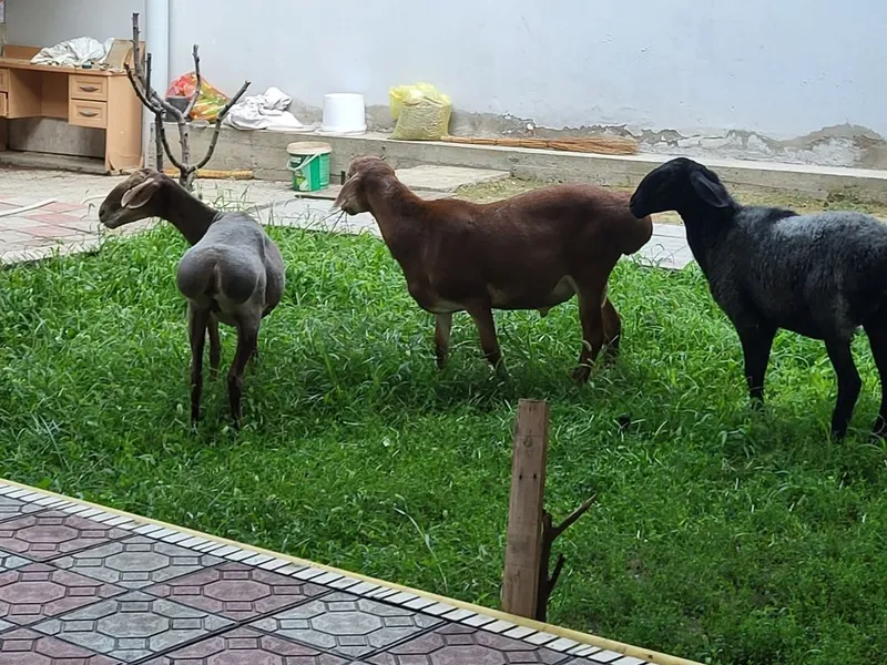 Киргиз арашан куйлар 4 Киргиз арашан куйлар 4
