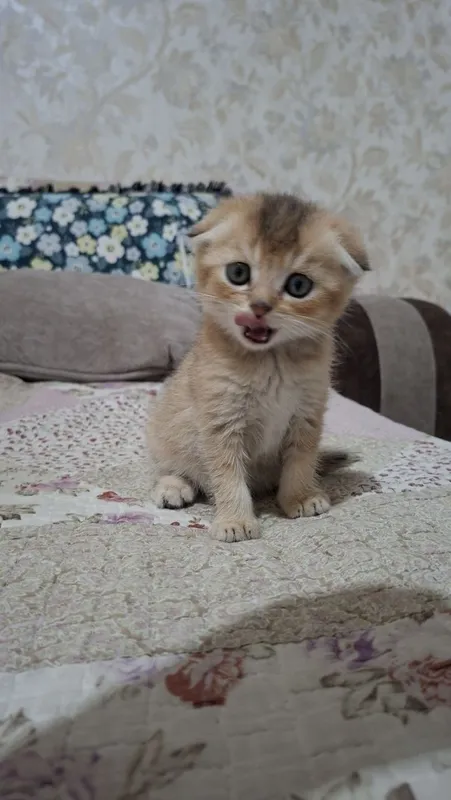 Котенок скоттиш фолд мальчик
