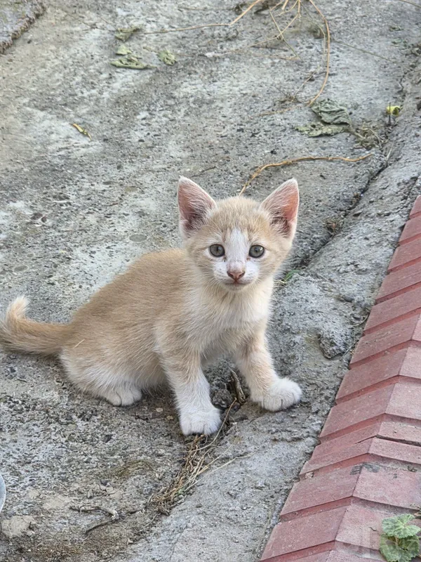 Котята в добрые руки 2 Котята в добрые руки 2