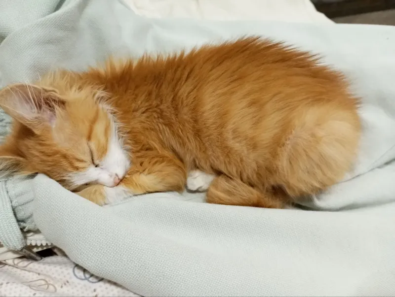 котенок турецкого вана, 3 мес, ищем до 3