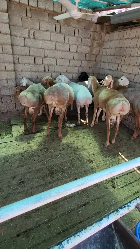 Qoyla sotiladi kelishtrb bervoraman 1