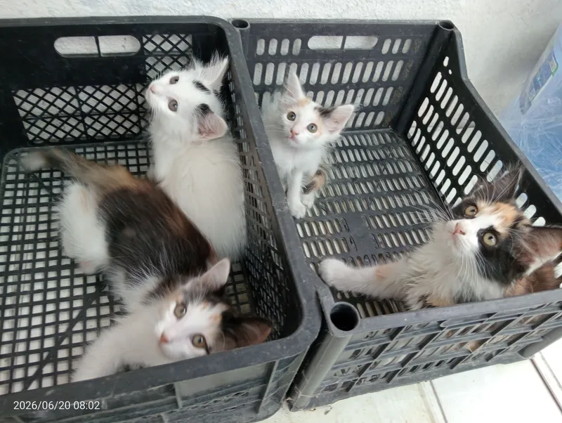 Мушукчалар / Котята — фото 4 Мушукчалар / Котята — фото 4