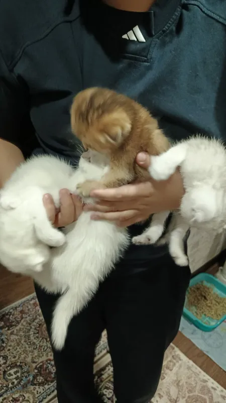 Котята фолды. Окрасы золото и серебро шиншиллы,белые и пепельный. — фото 5