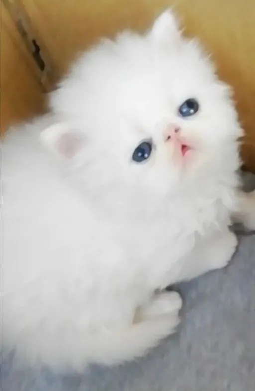 Котята персидские .