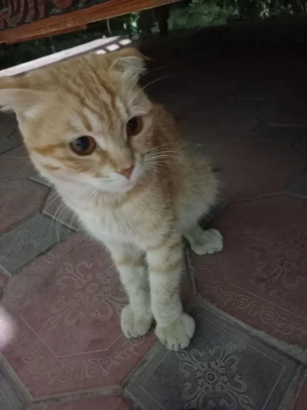 Scottish Fold Shotlandiya sallaquloq mushugi Mushuk) 1 Scottish Fold Shotlandiya sallaquloq mushugi Mushuk) 1