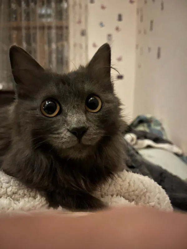 продается кошка — фото 3