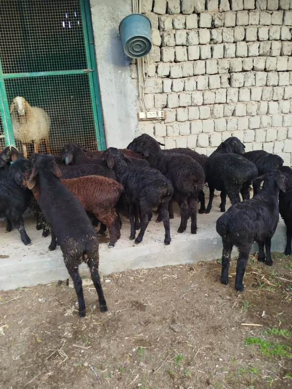 Quzilar sotiladi 2500mlndan 3mln500mingacha bor — фото 7