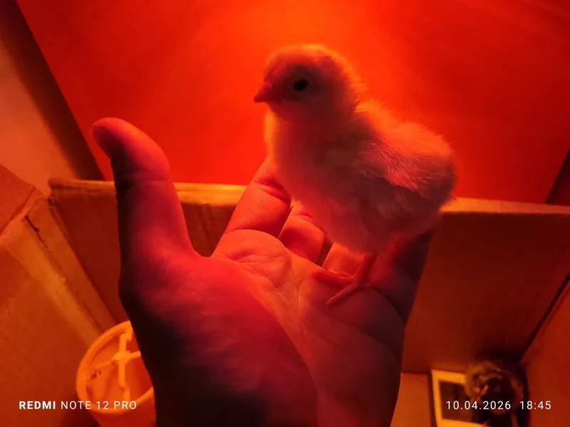 Жужа 1 кунлик узимники хонаки кора товукларни жужалврихам бор — фото 6
