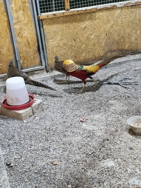 Zalatoy fazan 1+2 3 Zalatoy fazan 1+2 3