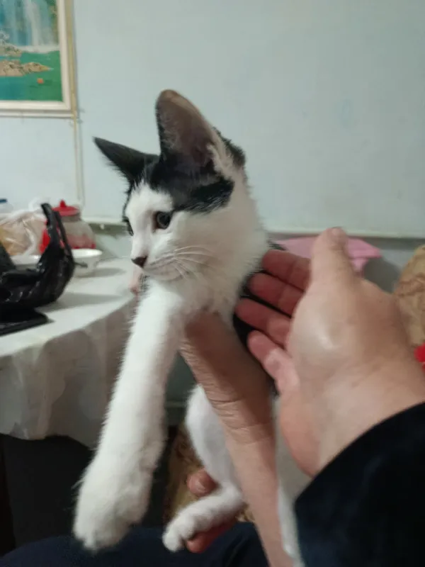 Пристраивается котёнок в добрые, ответственные руки 2 Пристраивается котёнок в добрые, ответственные руки 2