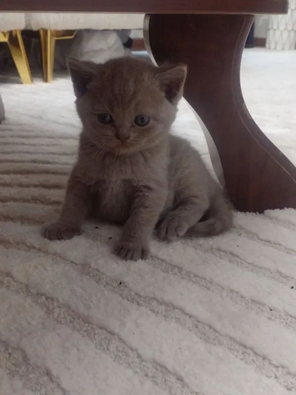 Скотишфолд 4 Скотишфолд 4