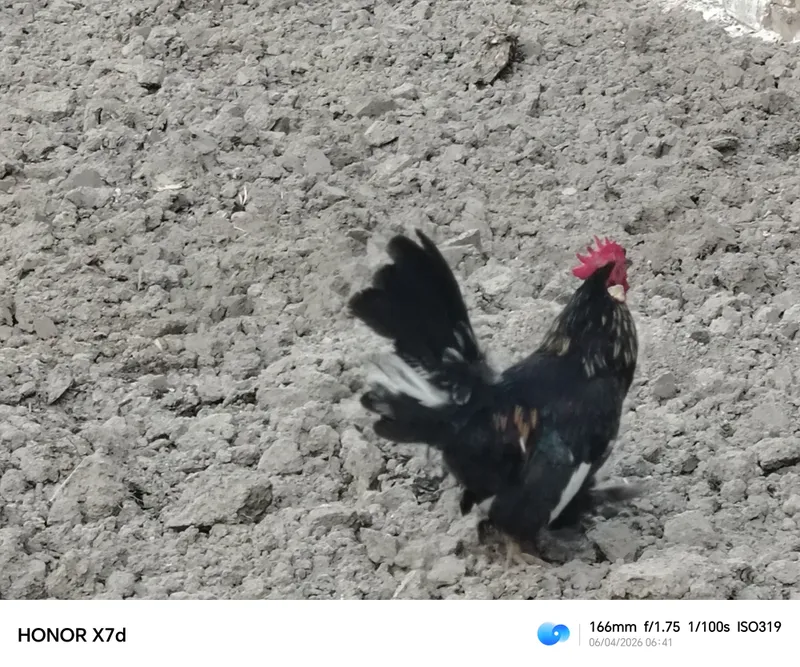 yapon tovuq