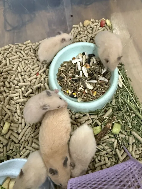 Продаются хомячки сирийские 4