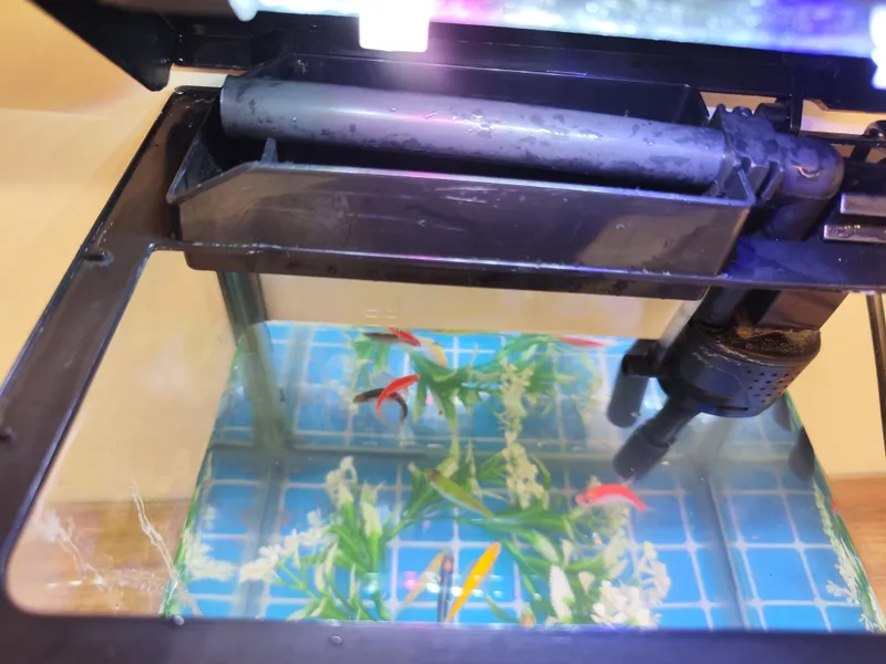 Akvarium va baliqlar 4